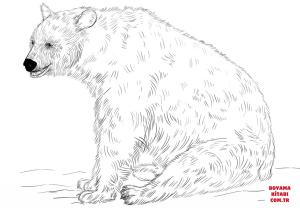 Ayı boyama sayfası, Bear coloring page, , Bears Black Bear Sitting