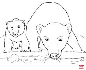 Ayı boyama sayfası, Bear coloring page, , Bears Curious Polar Bear Mother And Cub