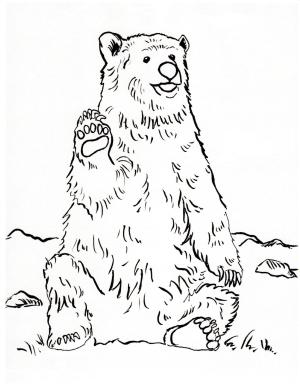 Ayı boyama sayfası, Bear coloring page, Boz ayı, 