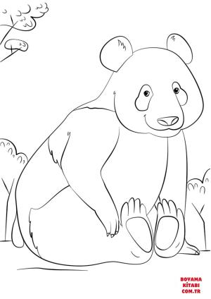 Ayı boyama sayfası, Bear coloring page, , Bears Cute Panda