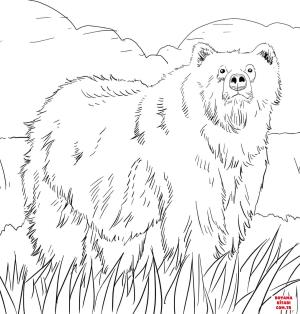 Ayı boyama sayfası, Bear coloring page, , Bears Alaskan Grizzly Bear