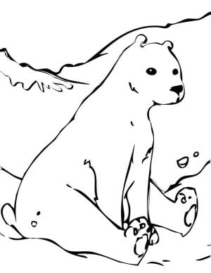 Ayı boyama sayfası, Bear coloring page, , 