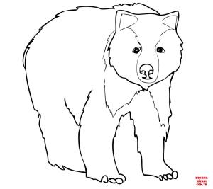 Ayı boyama sayfası, Bear coloring page, , Bears Young Grizzly Bear