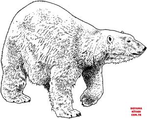 Ayı boyama sayfası, Bear coloring page, , Bears Walking Polar Bear