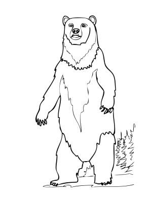 Ayı boyama sayfası, Bear coloring page, , Bears Brown Bear Standing Up