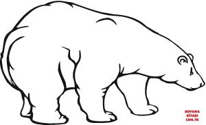 Ayı boyama sayfası, Bear coloring page, , Bears Polar Bear