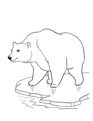 Ayı boyama sayfası, Bear coloring page, Ücretsiz Ayı Resmi, 