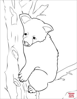 Ayı boyama sayfası, Bear coloring page, , Bears Brown Bear Cub