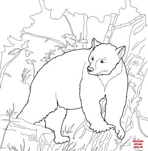 Ayı boyama sayfası, Bear coloring page, , Bears Kermode Bear