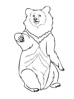 Ayı boyama sayfası, Bear coloring page, , Bears Asia Black Bear