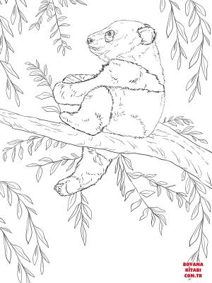 Ayı boyama sayfası, Bear coloring page, , Bears Baby Panda Sits On Tree