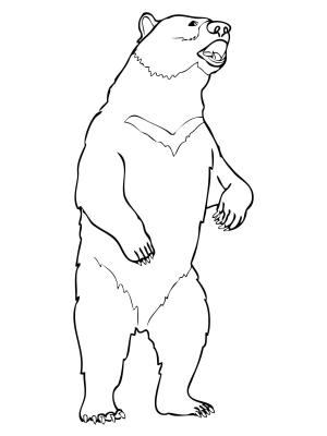 Ayı boyama sayfası, Bear coloring page, , Bears Moon Bear