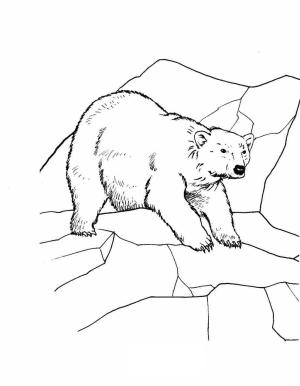 Ayı boyama sayfası, Bear coloring page, , 