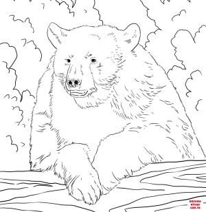 Ayı boyama sayfası, Bear coloring page, , Bears American Black Bear Portrait