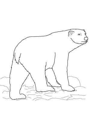 Ayı boyama sayfası, Bear coloring page, , 