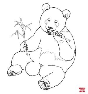 Ayı boyama sayfası, Bear coloring page, , Bears Giant Panda Eats Bamboo