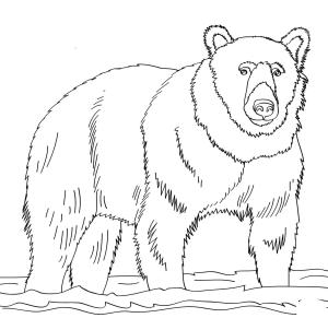 Ayı boyama sayfası, Bear coloring page, Ücretsiz Ayı, 