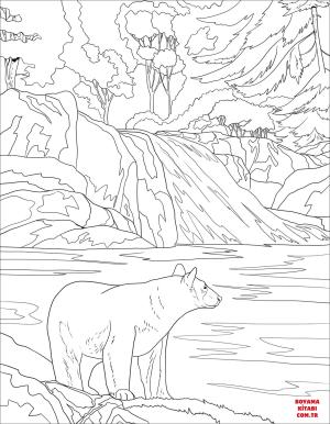 Ayı boyama sayfası, Bear coloring page, , Bears American Black Bear