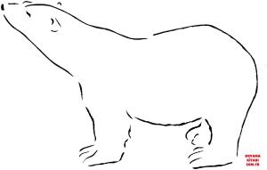 Ayı boyama sayfası, Bear coloring page, , Bears Polar Bear