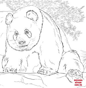 Ayı boyama sayfası, Bear coloring page, , Bears Giant Panda