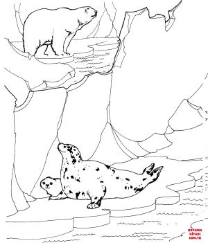 Ayı boyama sayfası, Bear coloring page, , Bears Polar Bear Hunting For Ringed Seals