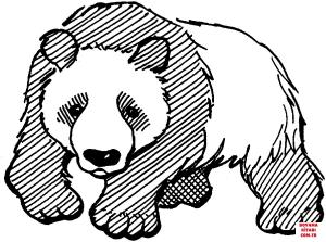 Ayı boyama sayfası, Bear coloring page, , Bears Panda