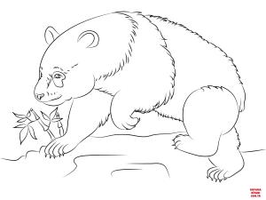 Ayı boyama sayfası, Bear coloring page, , Bears Panda Bear