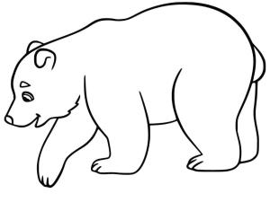 Ayı boyama sayfası, Bear coloring page, , 