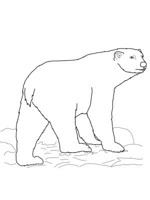 Ayı boyama sayfası, Bear coloring page, , Bears Polar Bear