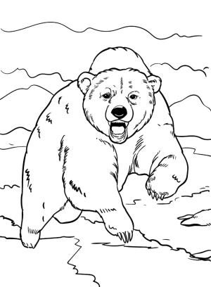 Ayı boyama sayfası, Bear coloring page, Ayı Saldırısı, 