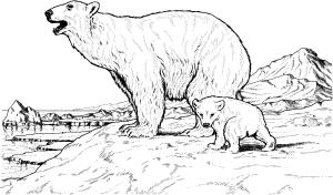 Ayı boyama sayfası, Bear coloring page, , Bears Polar Bear Mother And Baby