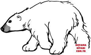 Ayı boyama sayfası, Bear coloring page, , Bears Polar Bear