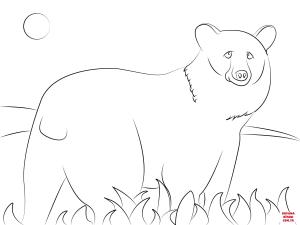 Ayı boyama sayfası, Bear coloring page, , Bears American Black Bear
