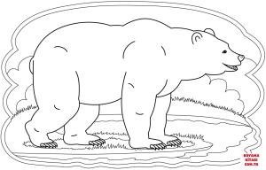 Ayı boyama sayfası, Bear coloring page, , Bears Bear