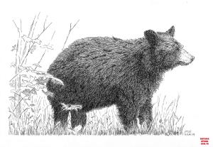 Ayı boyama sayfası, Bear coloring page, , Bears Black Bear