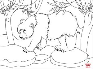 Ayı boyama sayfası, Bear coloring page, , Bears Panda