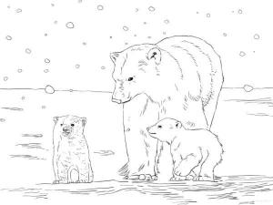 Ayı boyama sayfası, Bear coloring page, , 