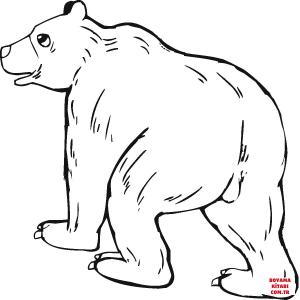 Ayı boyama sayfası, Bear coloring page, , Bears Grizzly Bear