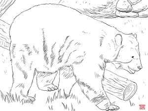 Ayı boyama sayfası, Bear coloring page, , Bears Andean Bear