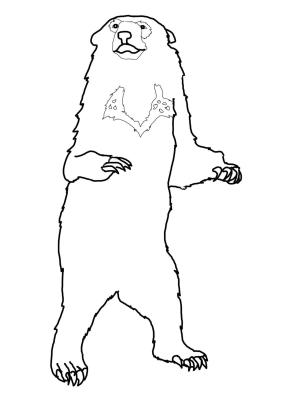 Ayı boyama sayfası, Bear coloring page, , Bears Honey Bear