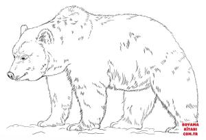 Ayı boyama sayfası, Bear coloring page, , Bears Grizzly Bear