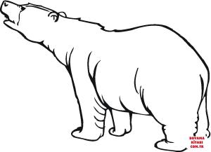 Ayı boyama sayfası, Bear coloring page, , Bears Polar Bear