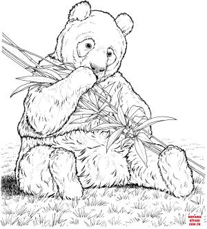 Ayı boyama sayfası, Bear coloring page, , Bears Panda Eats Bamboo