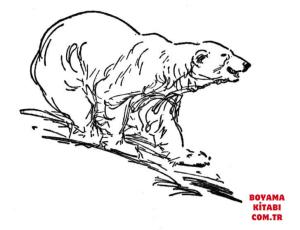 Ayı boyama sayfası, Bear coloring page, , Bears Polar Bear