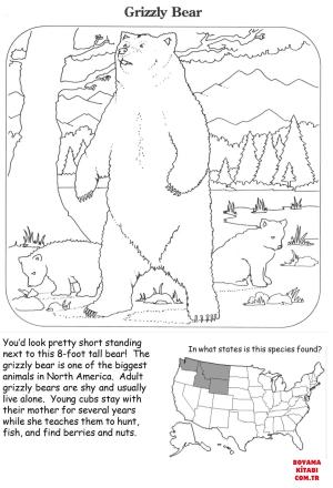 Ayı boyama sayfası, Bear coloring page, , Bears Grizzly Bear