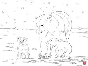 Ayı boyama sayfası, Bear coloring page, , Bears Polar Bear Mother With Two Cubs