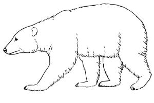 Ayı boyama sayfası, Bear coloring page, , 