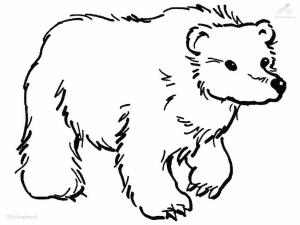 Ayı boyama sayfası, Bear coloring page, Ayı Resmi, 