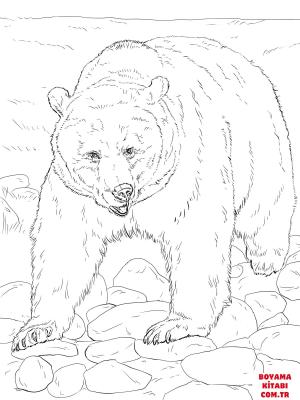 Ayı boyama sayfası, Bear coloring page, , Bears Brown Bear