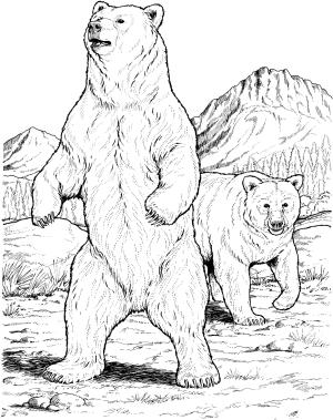Ayı boyama sayfası, Bear coloring page, , Bears Two Black Bears